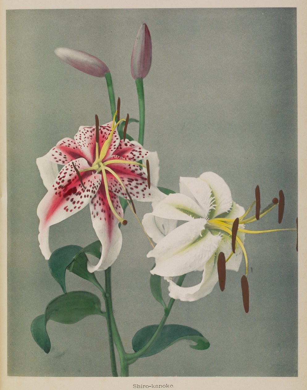 Lily od Kazumasa Ogawa