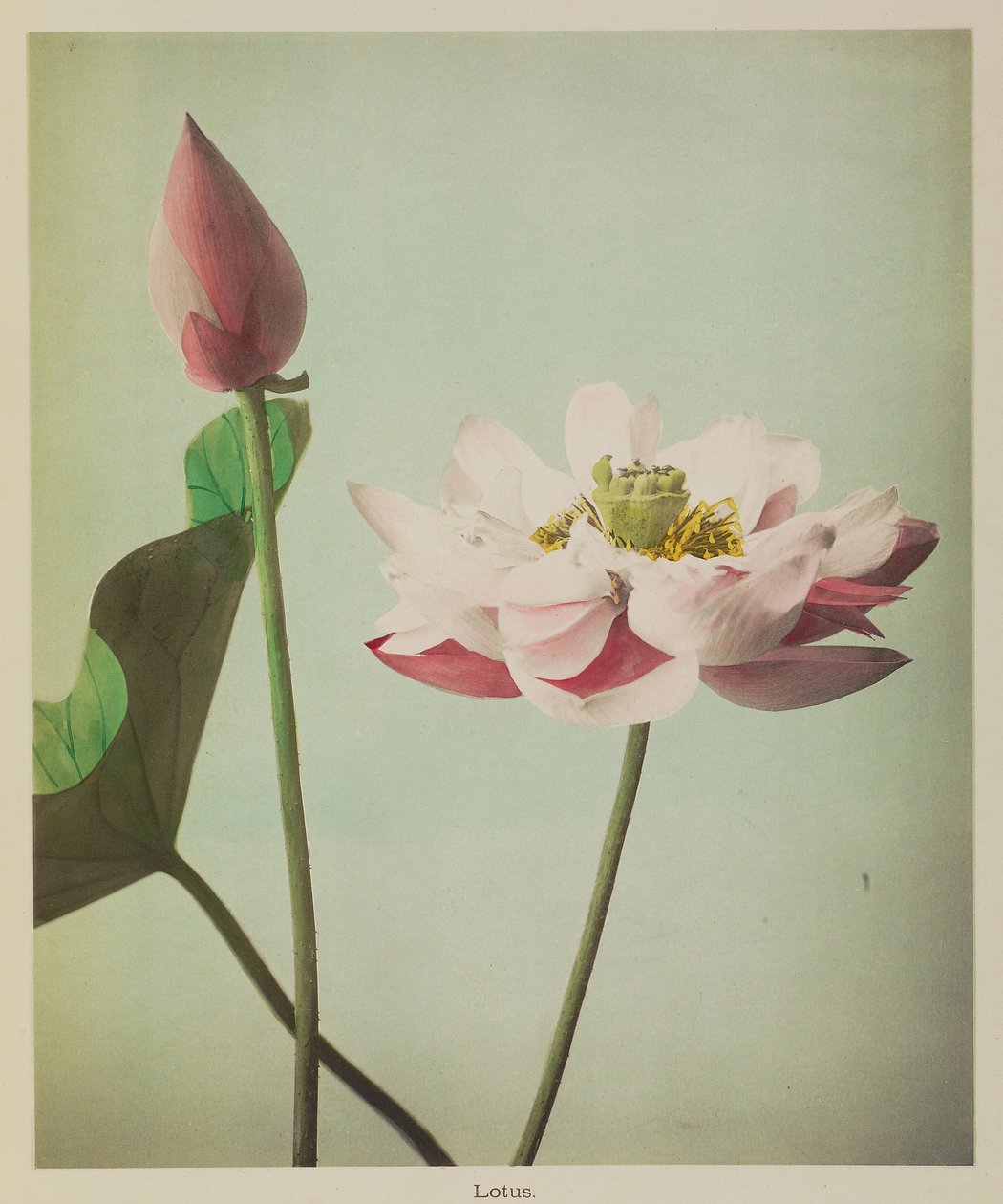 Lotus od Kazumasa Ogawa