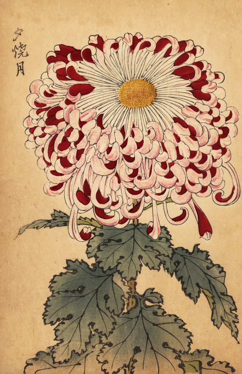 Hybridní karmínová a bílá lžička chryzantéma., 1893 (rytina) od Keika Hasegawa