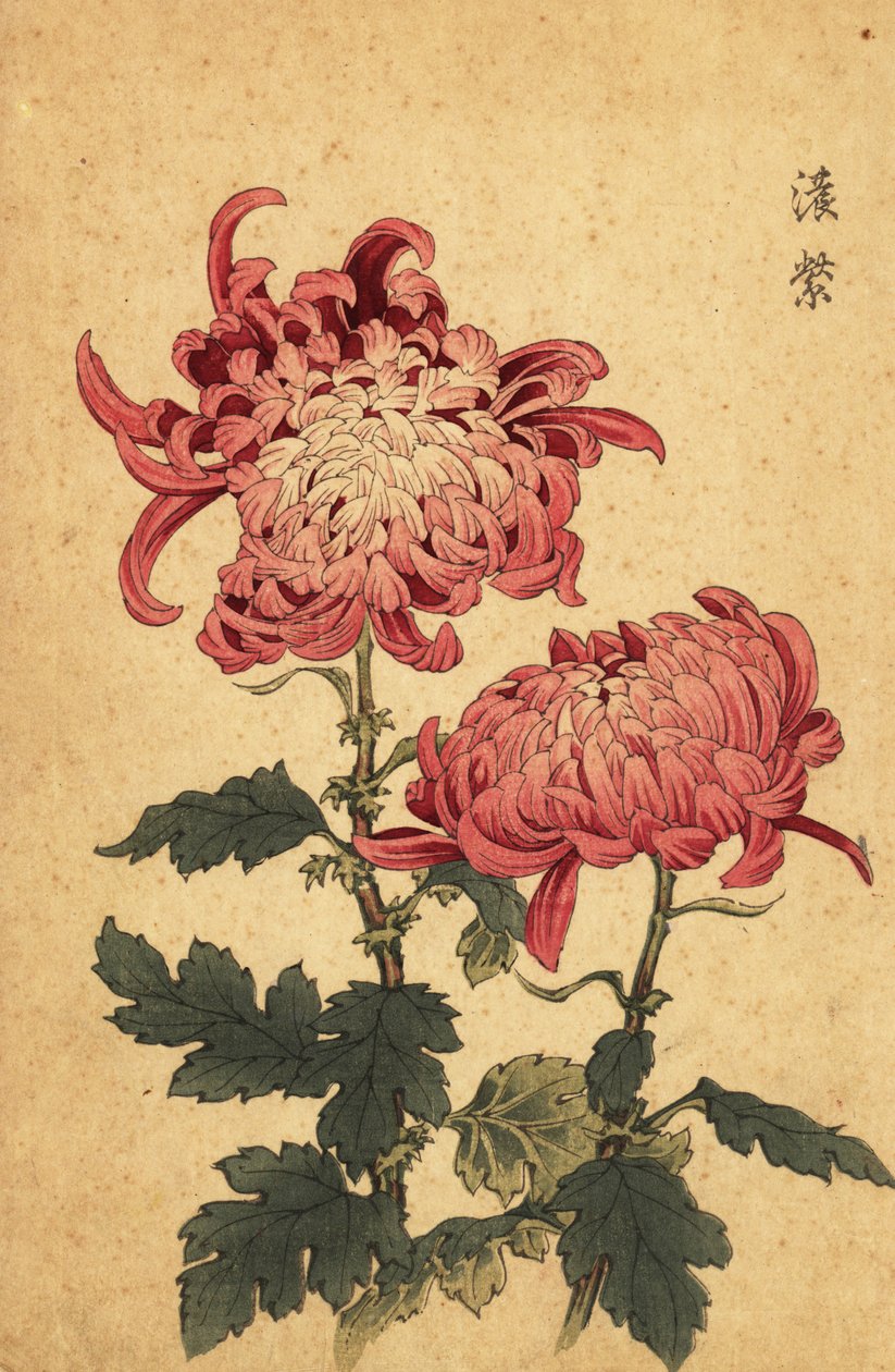 Hybridní lososově růžová chryzantéma.,1893 (rytina) od Keika Hasegawa
