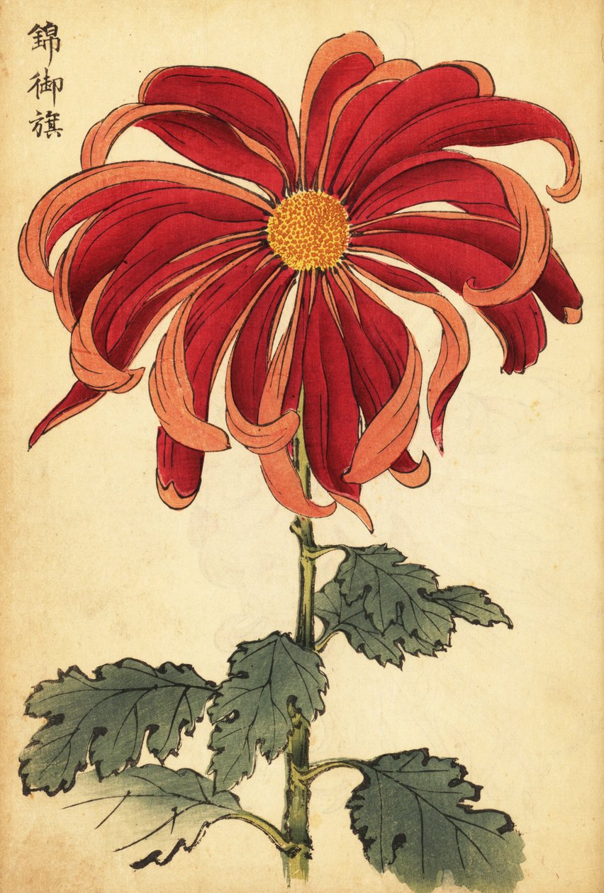 Hybridní šarlatová a růžová chryzantéma., 1893 (rytina) od Keika Hasegawa