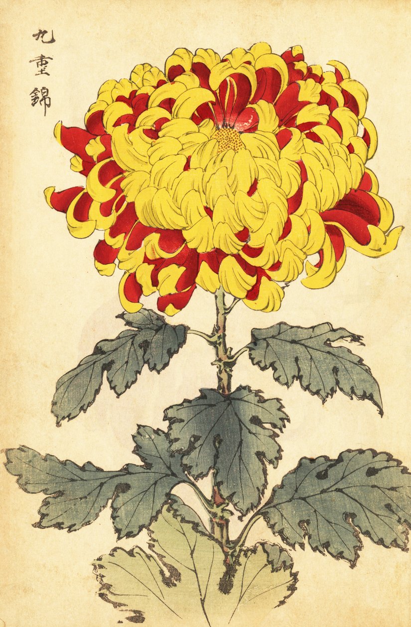 Hybridní šarlatová a žlutá chryzantéma., 1893 (rytina) od Keika Hasegawa