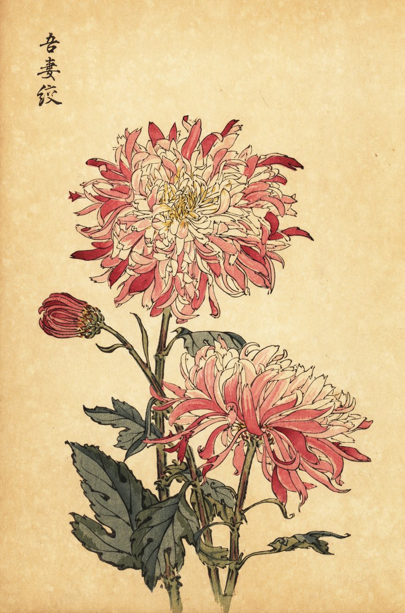 Hybridní pestrá bílá a růžová chryzantéma.,1893 (rytina) od Keika Hasegawa