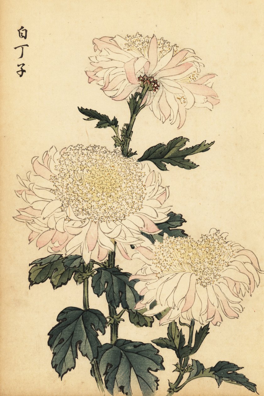 Hybridní bílá a růžová chryzantéma., 1893 (rytina) od Keika Hasegawa
