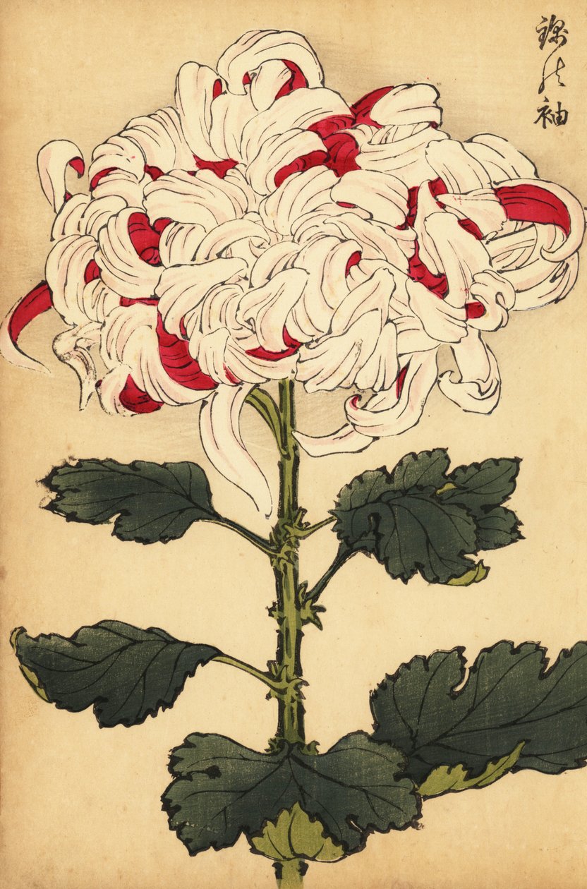 Hybridní bílá a šarlatová chryzantéma., 1893 (rytina) od Keika Hasegawa