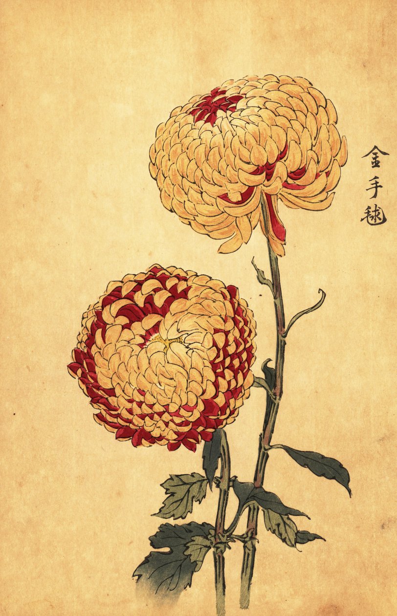 Hybridní žlutá a šarlatová pomponová chryzantéma., 1893 (rytina) od Keika Hasegawa