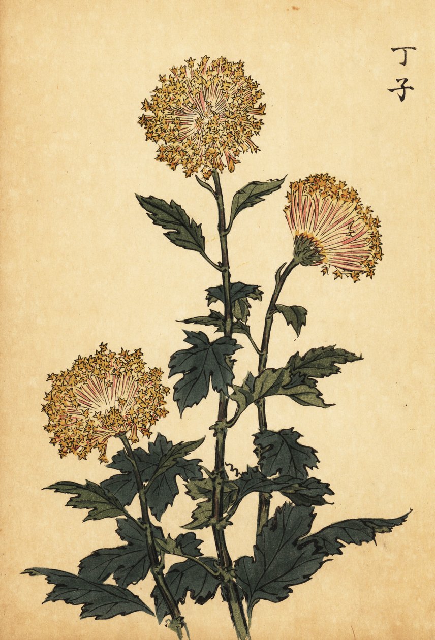 Hybridní žlutá chryzantéma., 1893 (rytina) od Keika Hasegawa