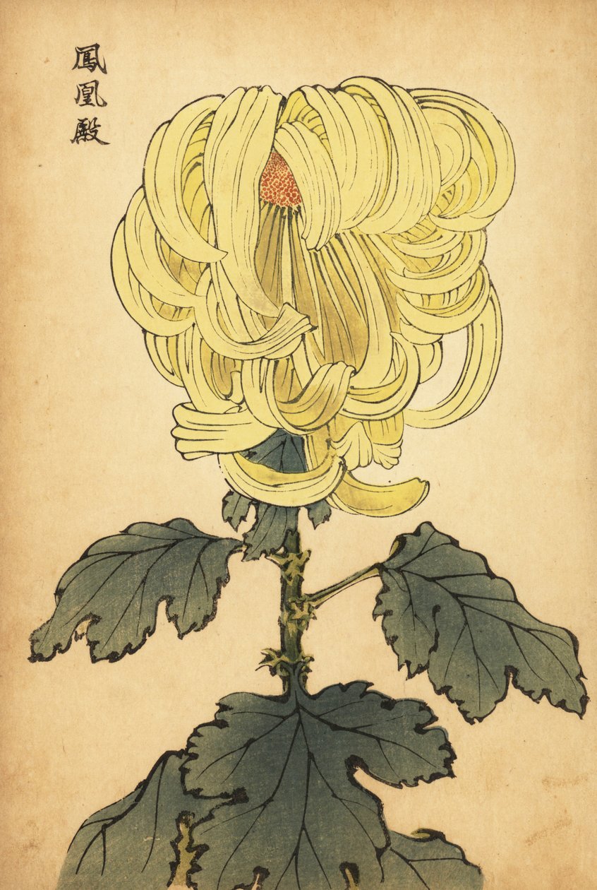 Hybridní žlutá incurve chryzantéma., 1893 (rytina) od Keika Hasegawa