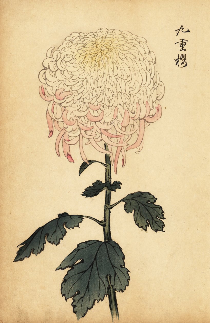 Pestrobarevná bílá a růžová chryzantéma.,1893 (rytina) od Keika Hasegawa