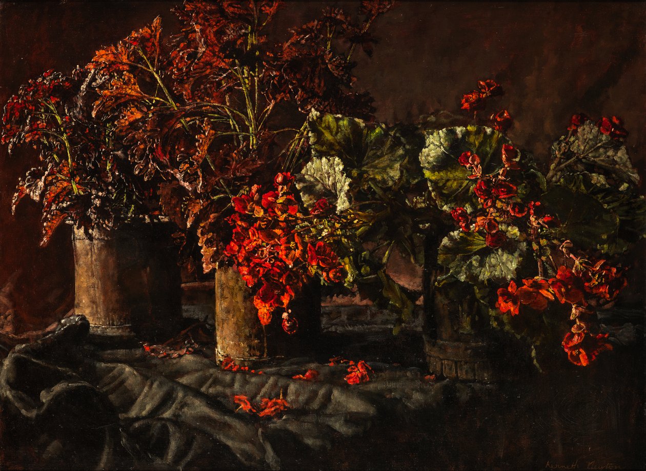Begonias (olej na plátně) od Kenneth Newton