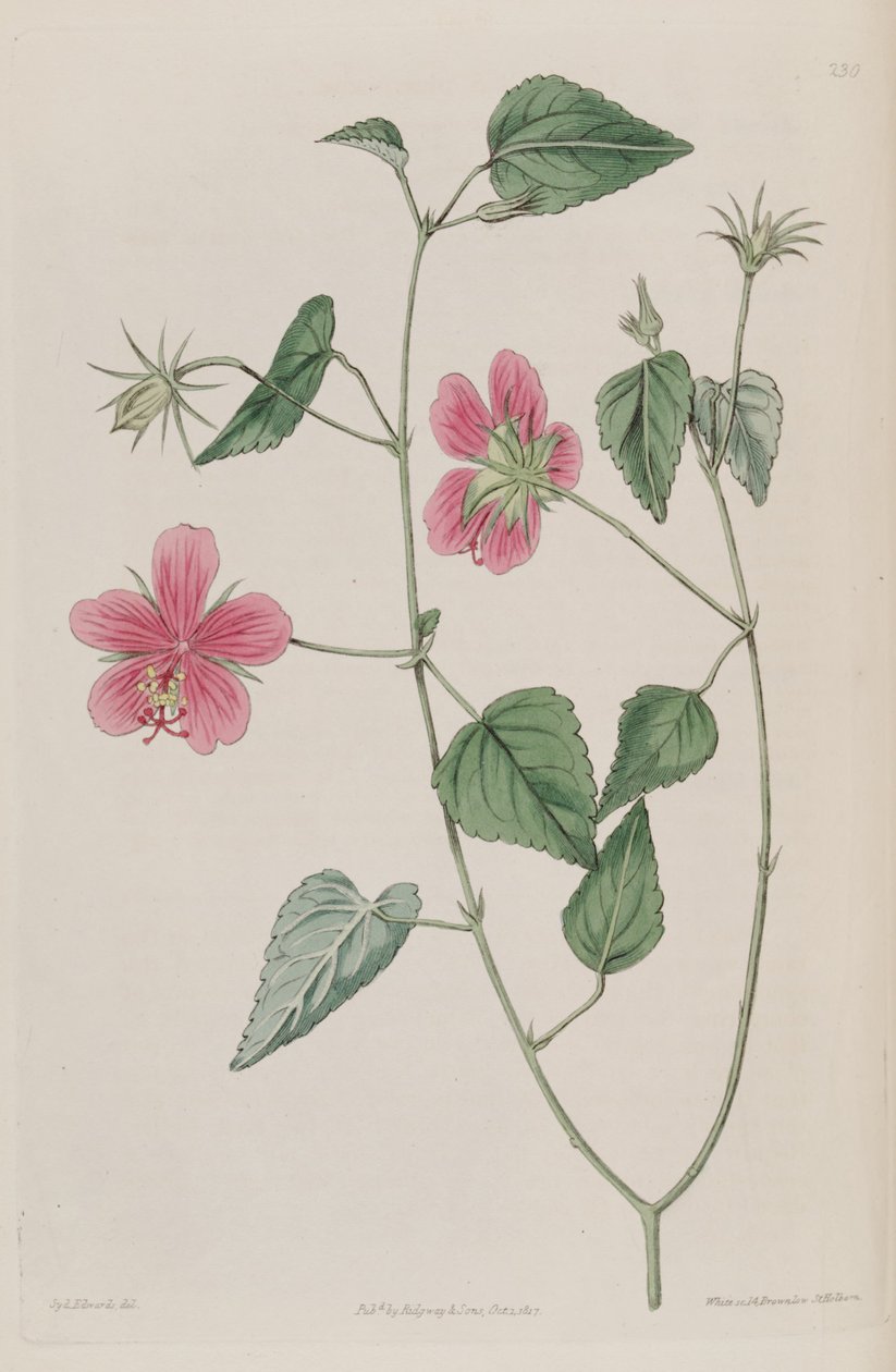 Hibiscus Phoeniceus od Ker Gawler