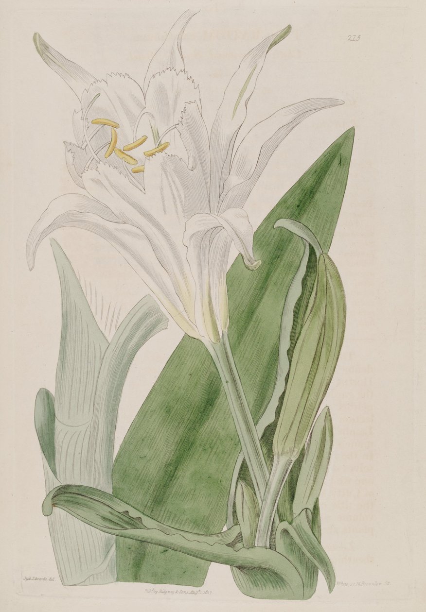 Ismene narcissiflora od Ker Gawler