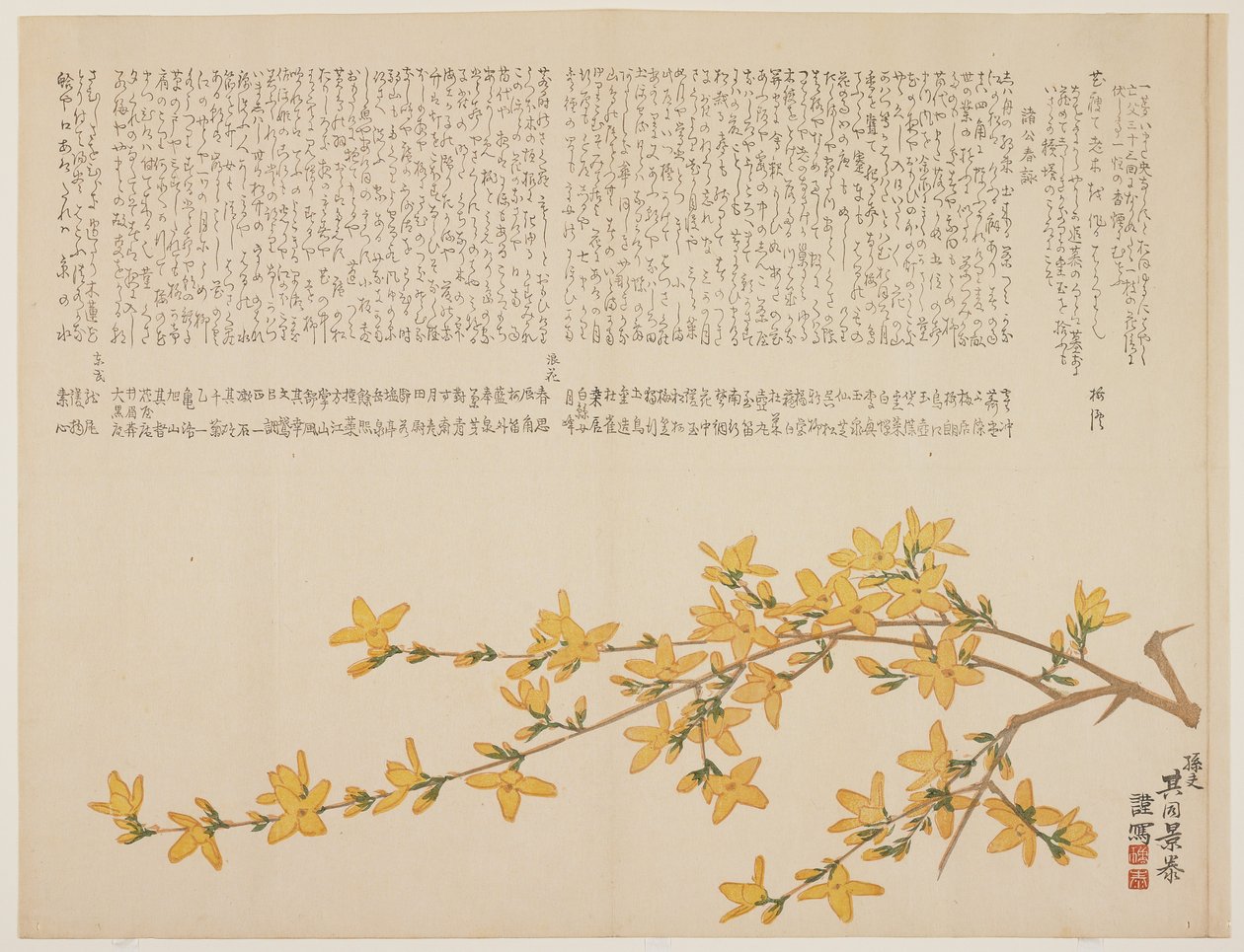 Japonská žlutá růže nebo Yamabuki, c.1818-29 (barevný dřevořez) od Kid Kageyasu
