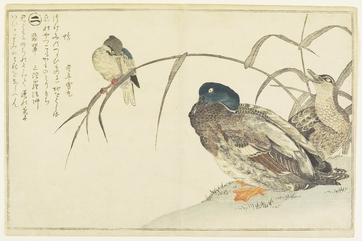 Kachna divoká a ledňáček říční, 1790 od Kitagawa Utamaro