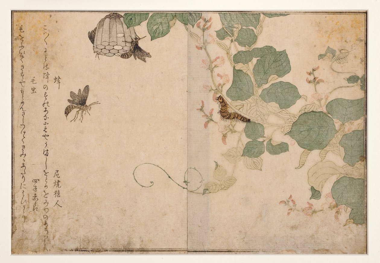 Vosy a chlupatá housenka, 1788 (dřevoryt) od Kitagawa Utamaro