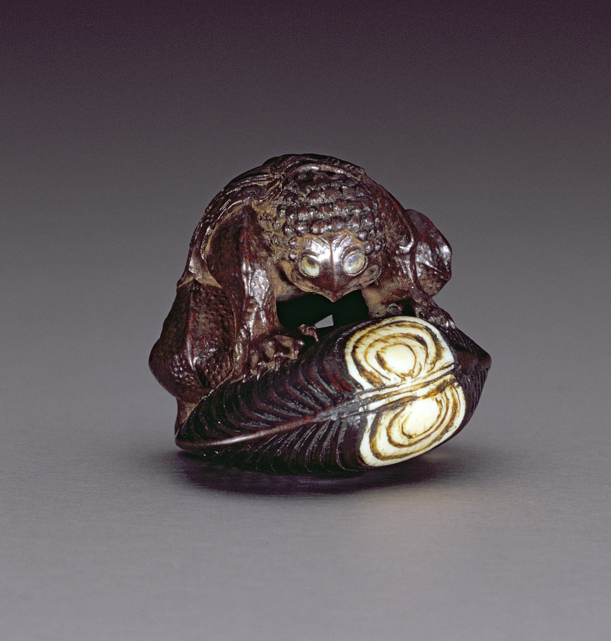 Netsuke zobrazující kappa krčícího se na lastuře, 1860-80 (dřevo) od Komin