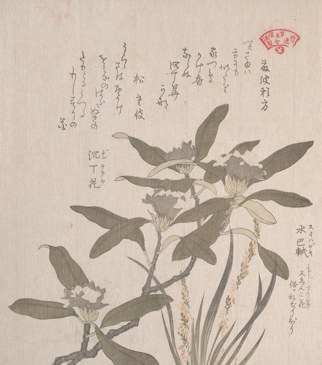 Daphne Odora a Mojisuri-so, 19. století. od Kubo Shunman