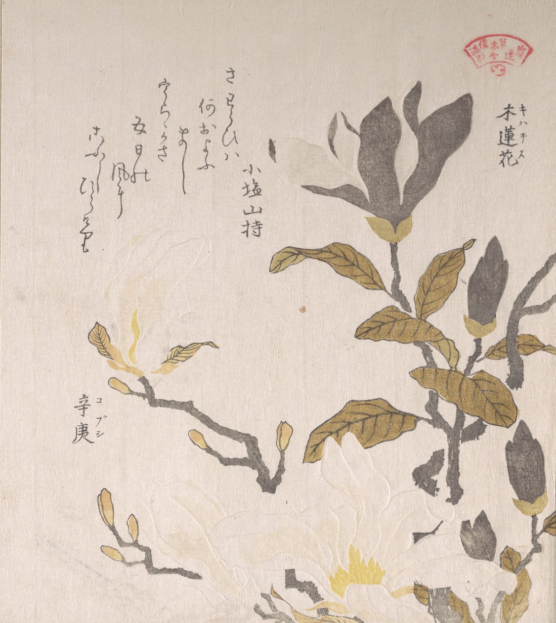 Magnolia Flowers, 19. století. od Kubo Shunman