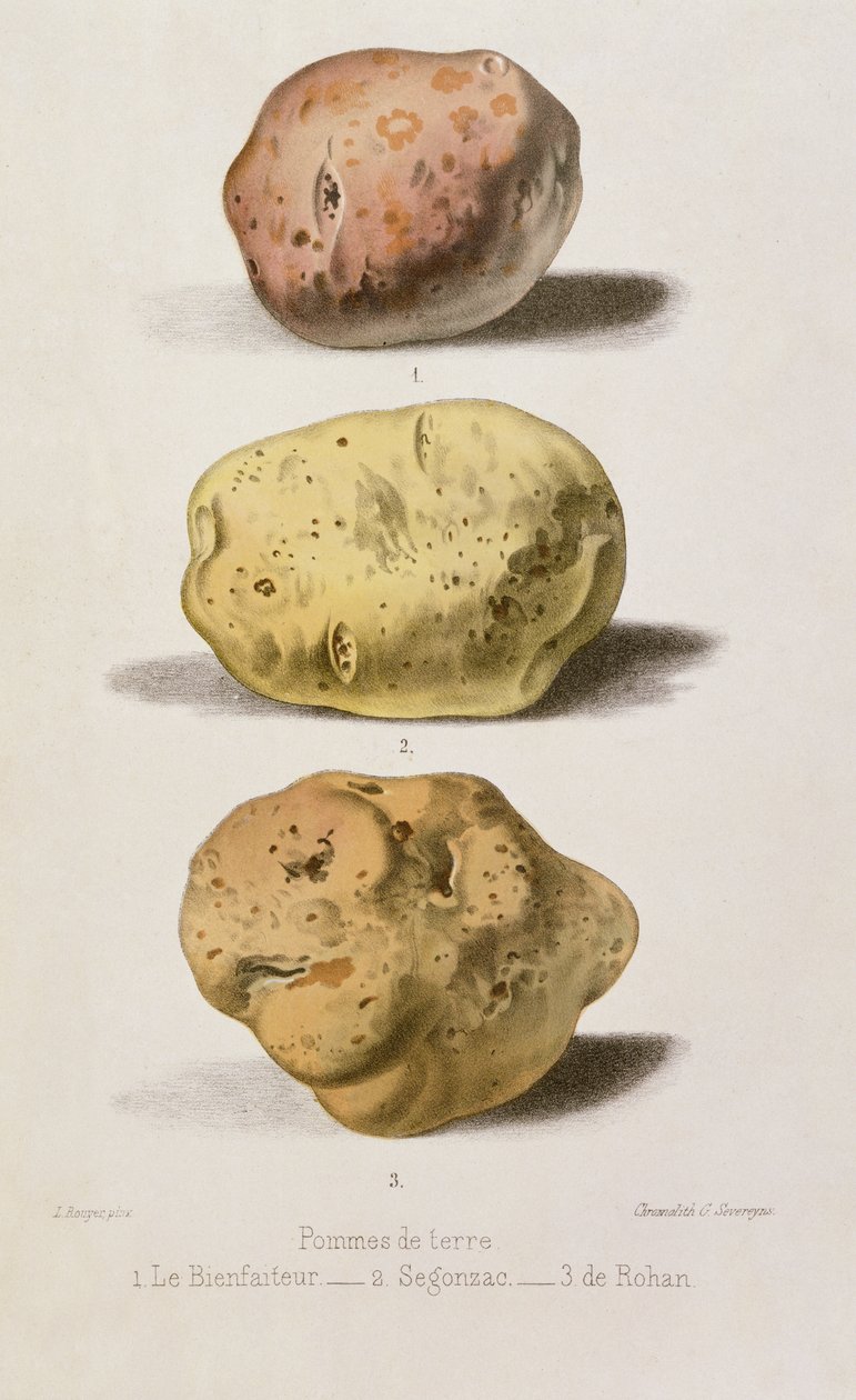 Botanická deska se třemi různými odrůdami brambor, rytina G. Severeyns (chromolitho) od L. Rouyer