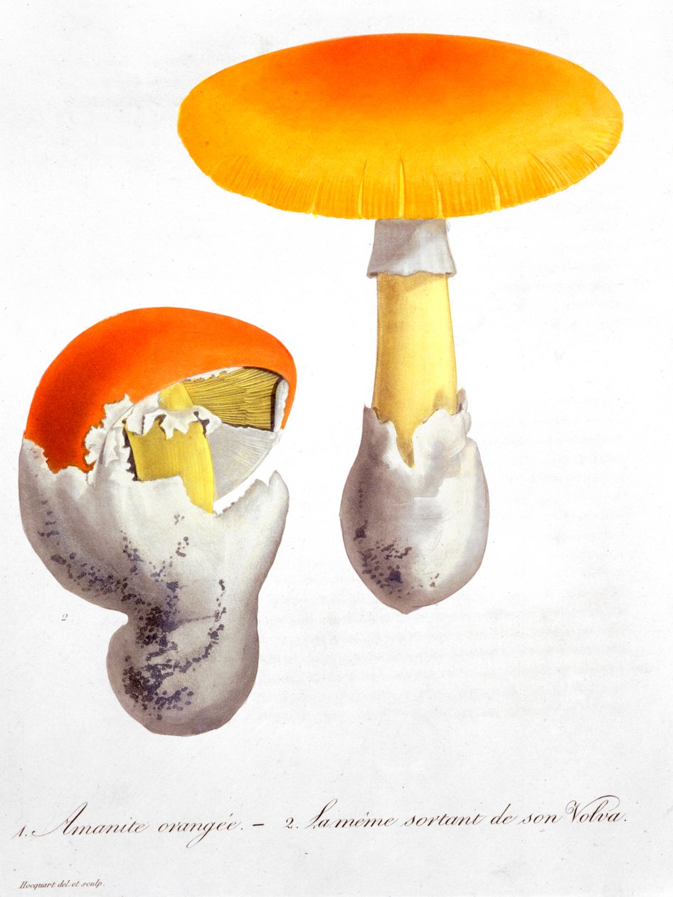 Amanita Caesarea Caesarova houba, 1821 od LFJ Hoquart