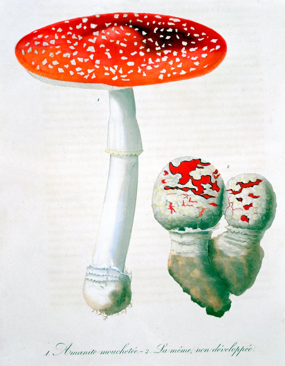Amanita Muscaria muchomůrka, 1821 od LFJ Hoquart