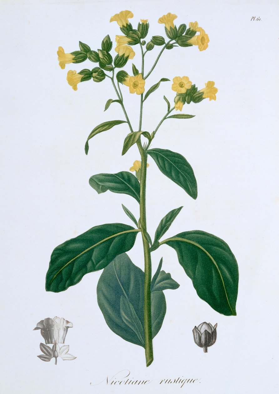Nicotiana Tobacco, 1821 od LFJ Hoquart