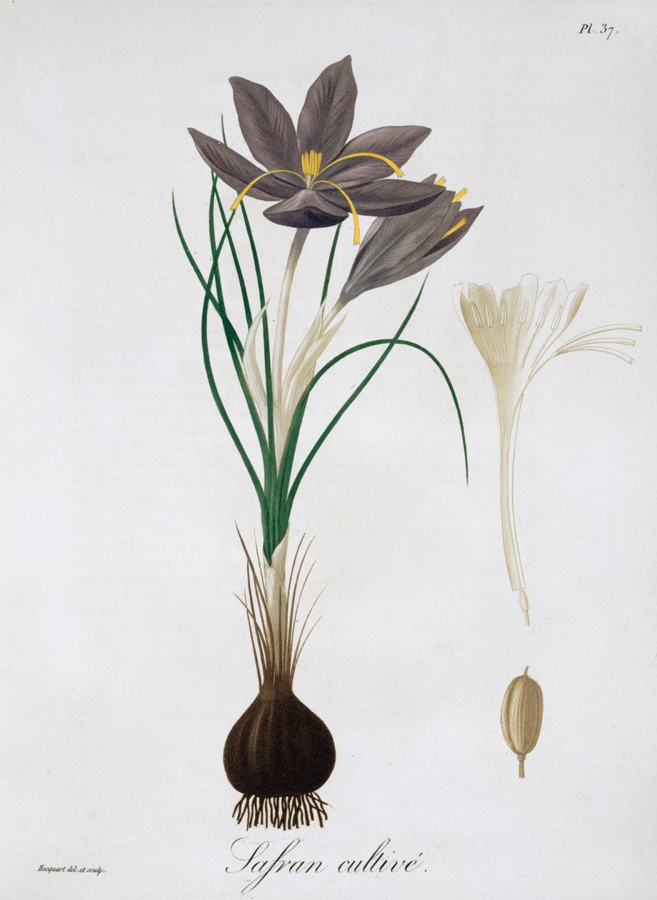 Saffron Crocus, 1821. od LFJ Hoquart