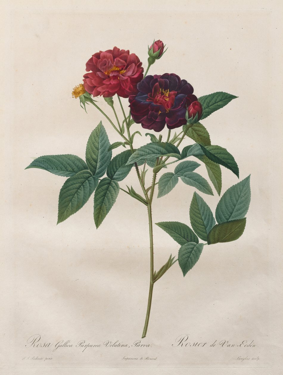 Růže: Rosa Gallica Purpurea Velutina Parva, 1817-1824. od Langlois