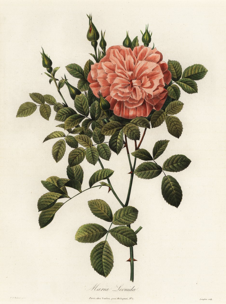 Maria Leonida, hybridní růže, odrůda Rosa bracteata od Langlois Langlois