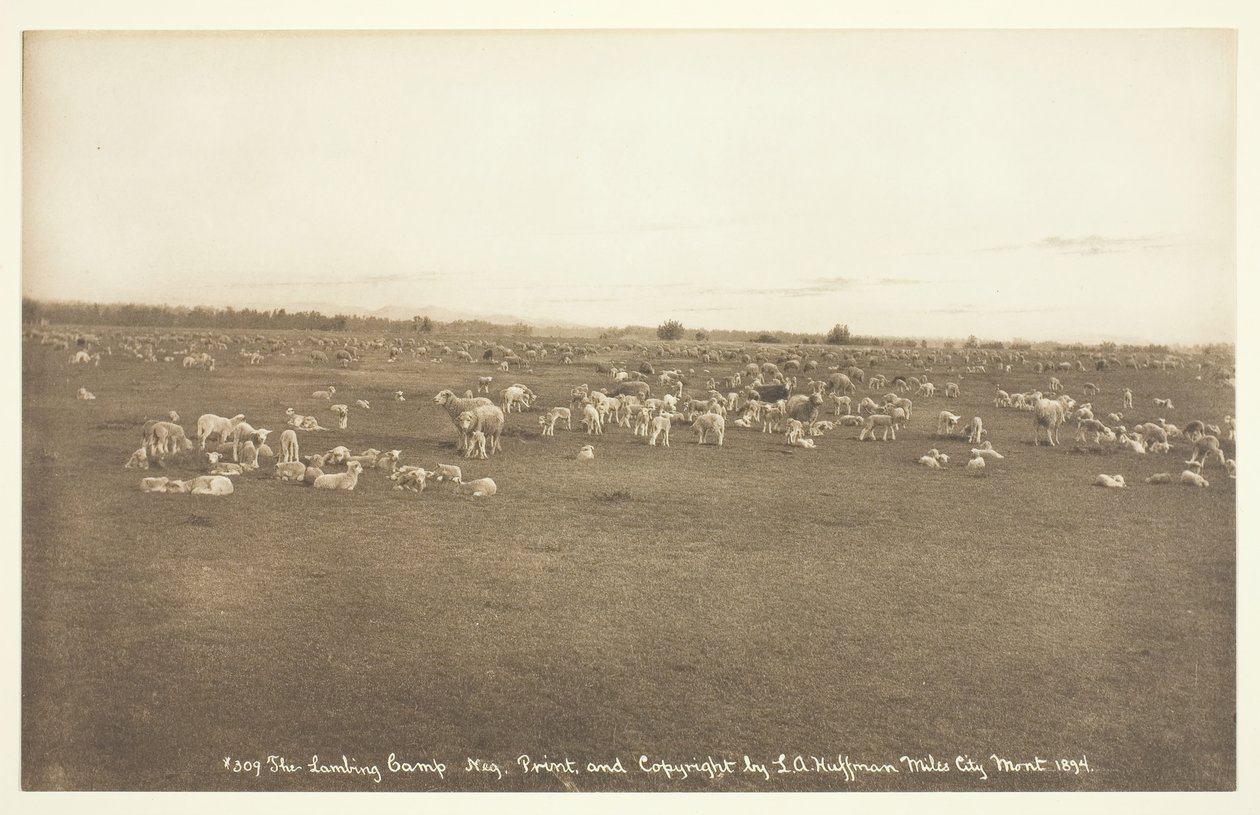 The Lambing Camp, 1894. od Laton Alton Huffman