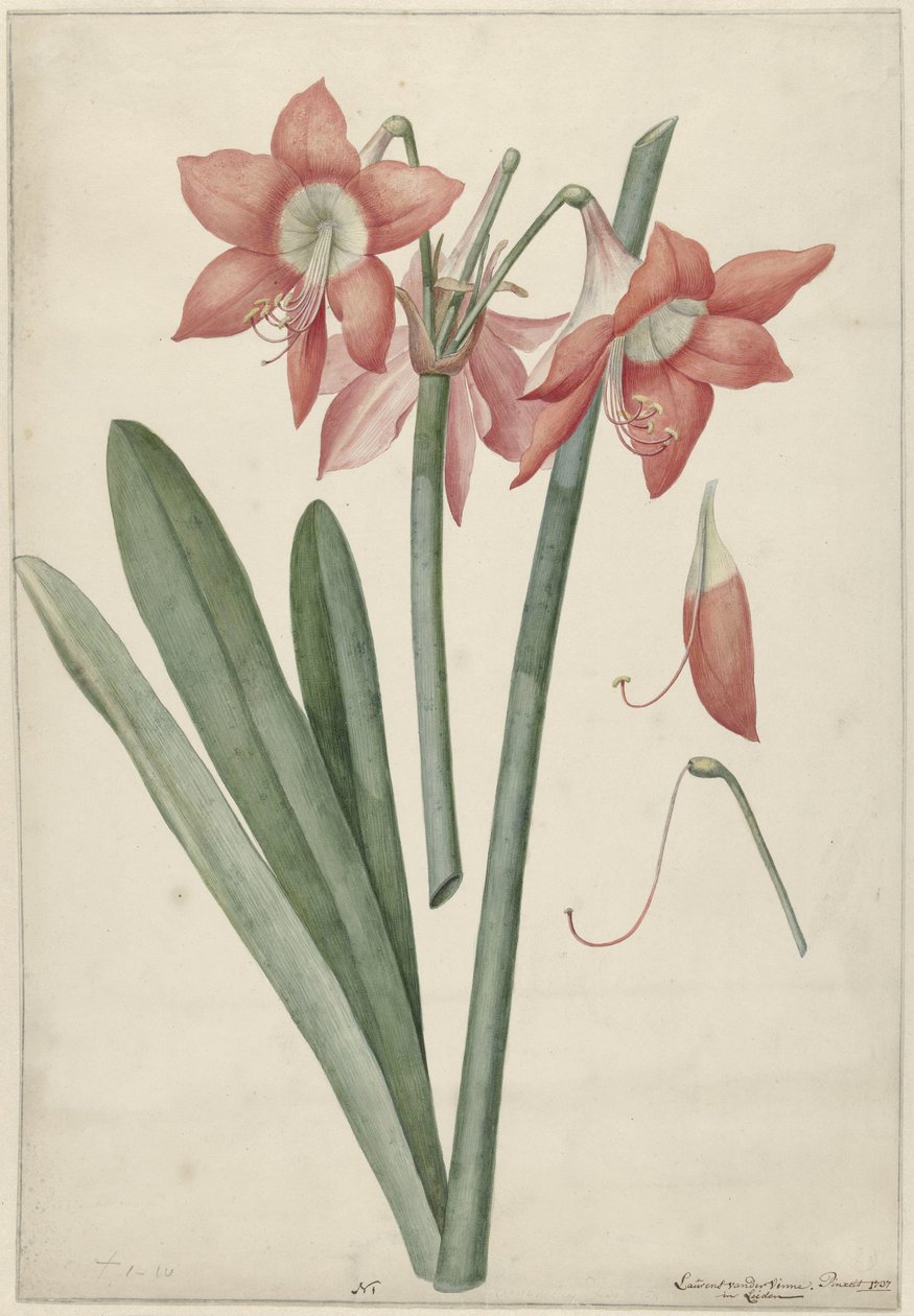 Amaryllis Haoorthia Margaritiferas od Laurens Jacobsz. van der Vinne