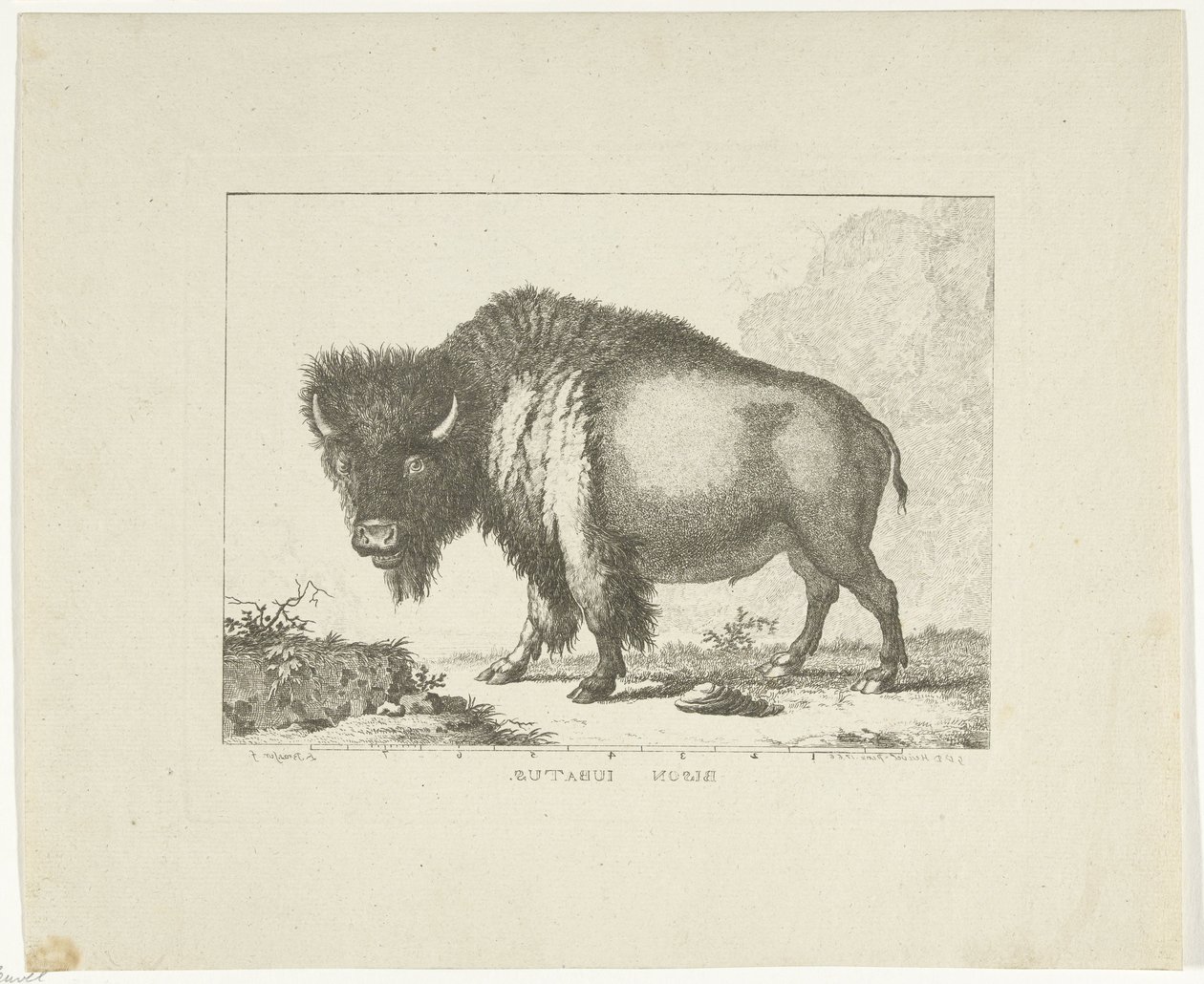 Bizon od Leendert Brasser