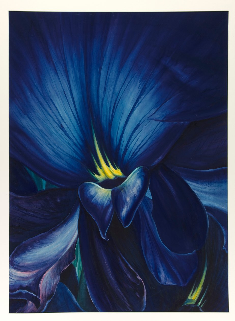 Delphinium čínské od Leon Carroll