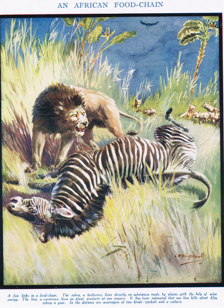 Africký potravinový řetězec, ilustrace z knihy "Věda o životě od Leonard Robert Brightwell