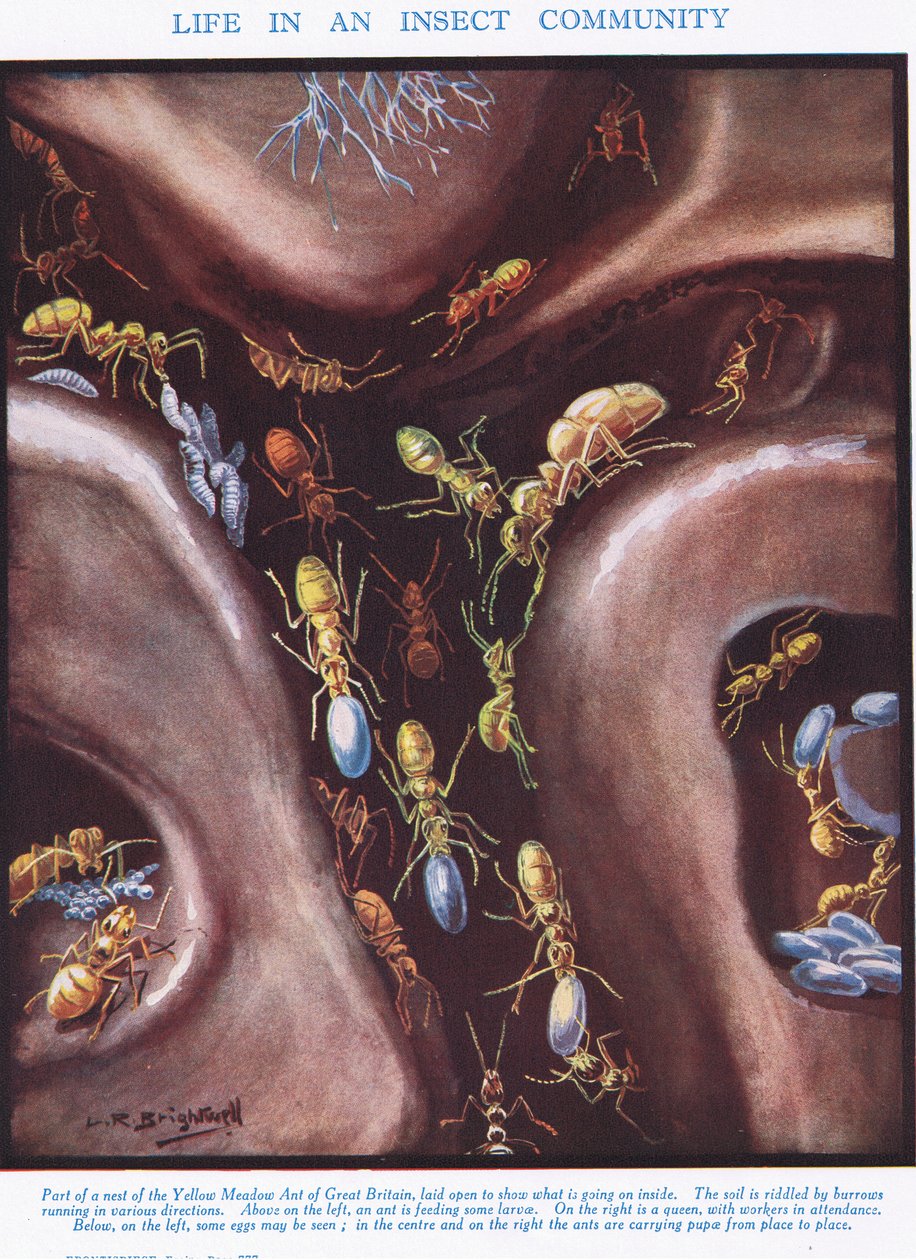 The Life in an Insect Community, ilustrace z 
