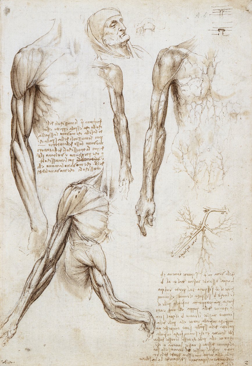 Mrtvý nebo umírající muž v délce poprsí od Leonardo da Vinci