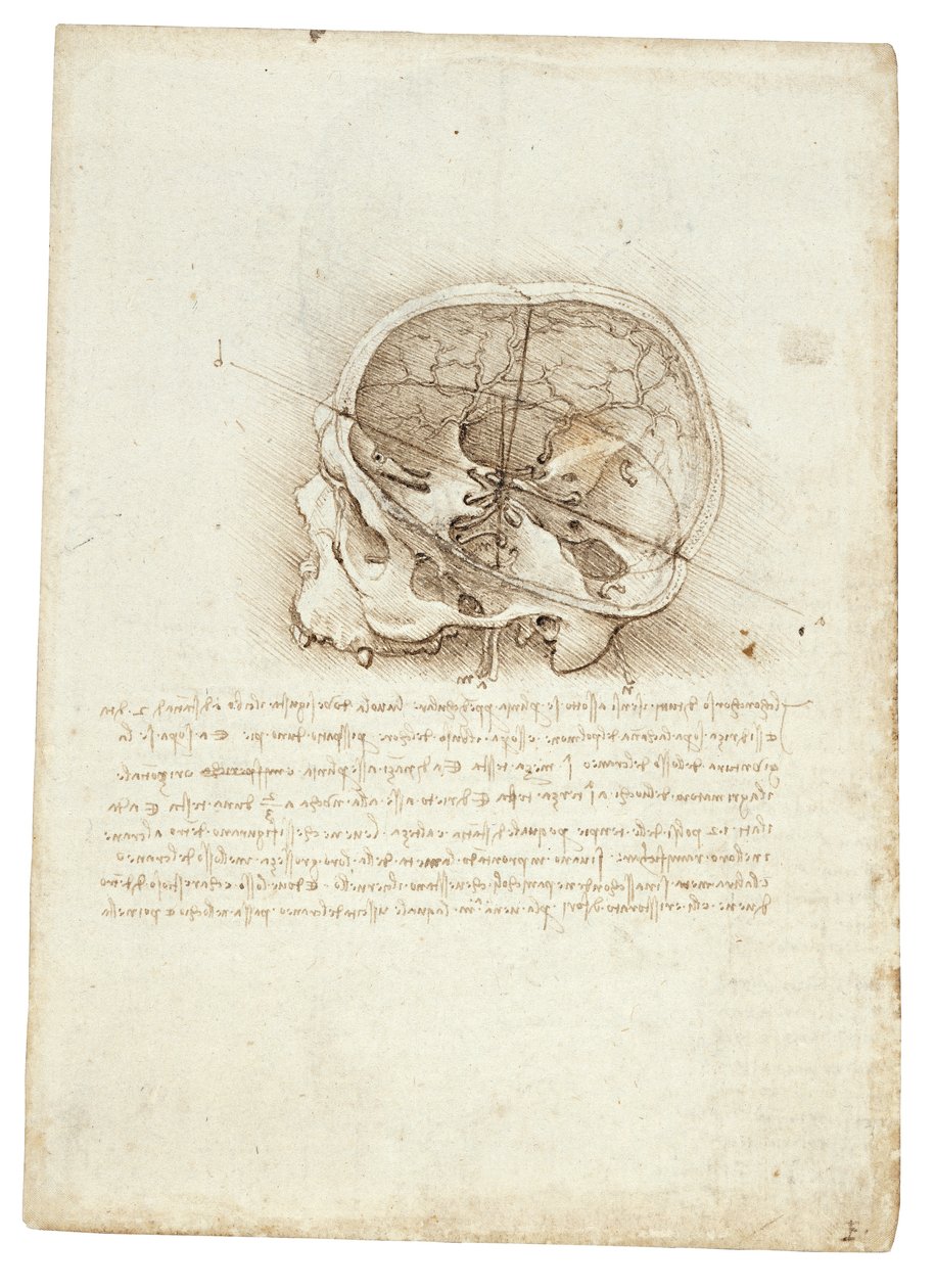 Anatomický obraz Leonarda Da Vinciho - Lebka od Leonardo da Vinci