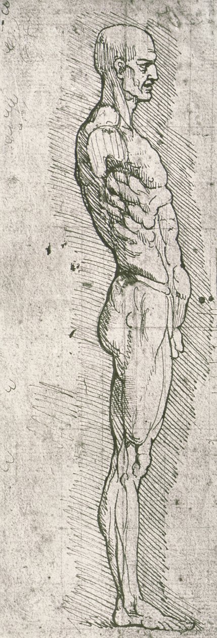 Anatomická studie (pero a inkoust na papíře) od Leonardo da Vinci