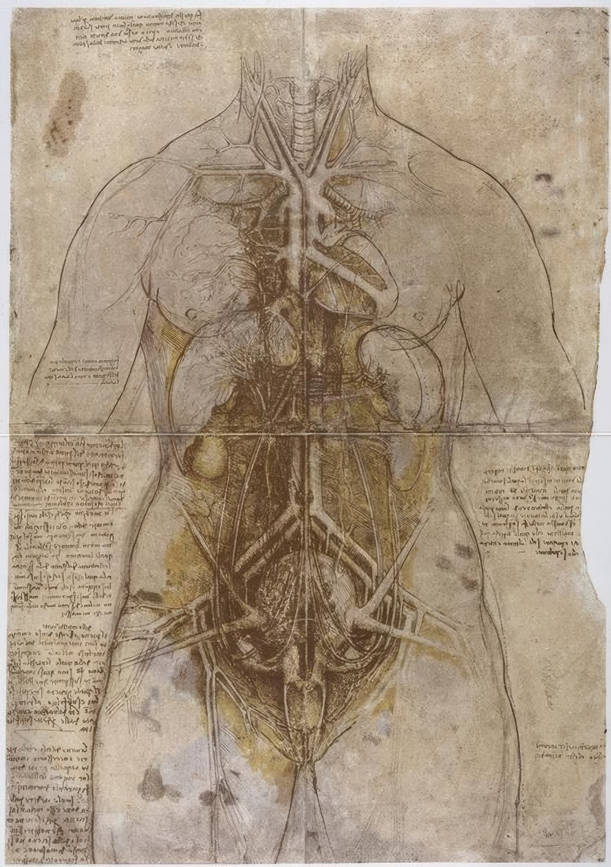 Anatomiestudie od Leonardo da Vinci