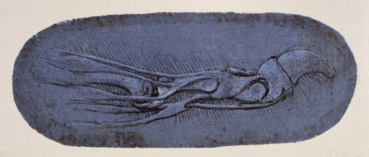 Anatomiestudie od Leonardo da Vinci