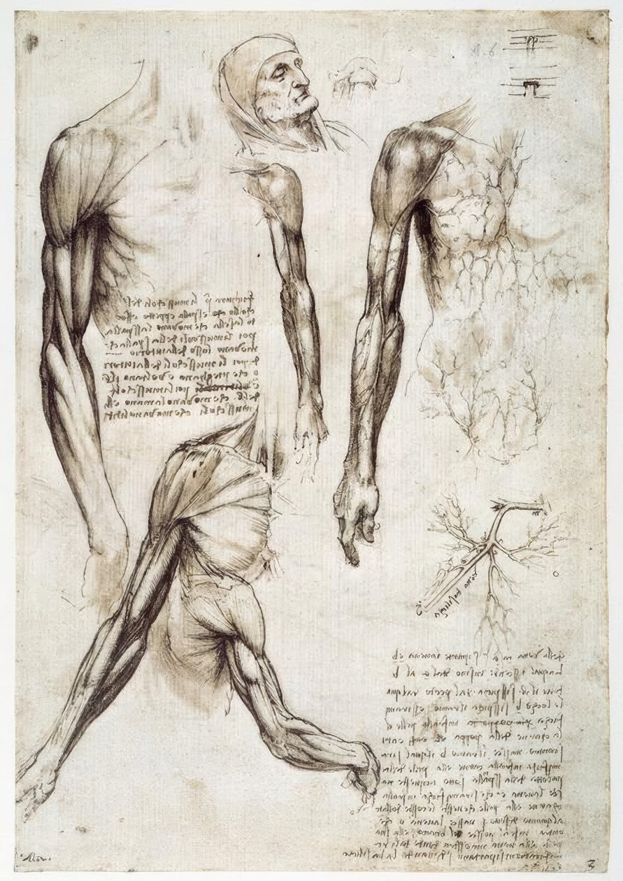 Anatomiestudien od Leonardo da Vinci