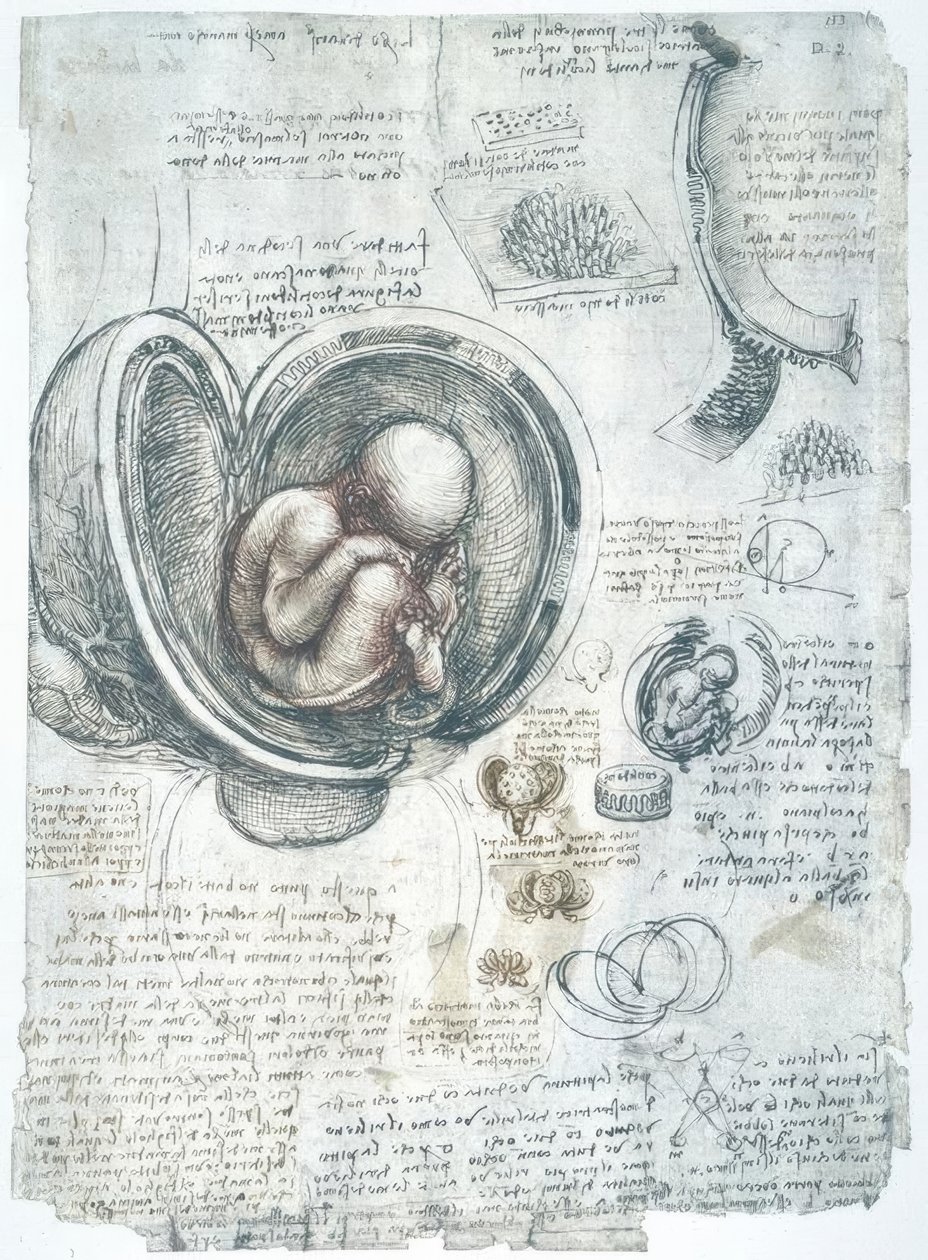 Anatomiestudien od Leonardo da Vinci