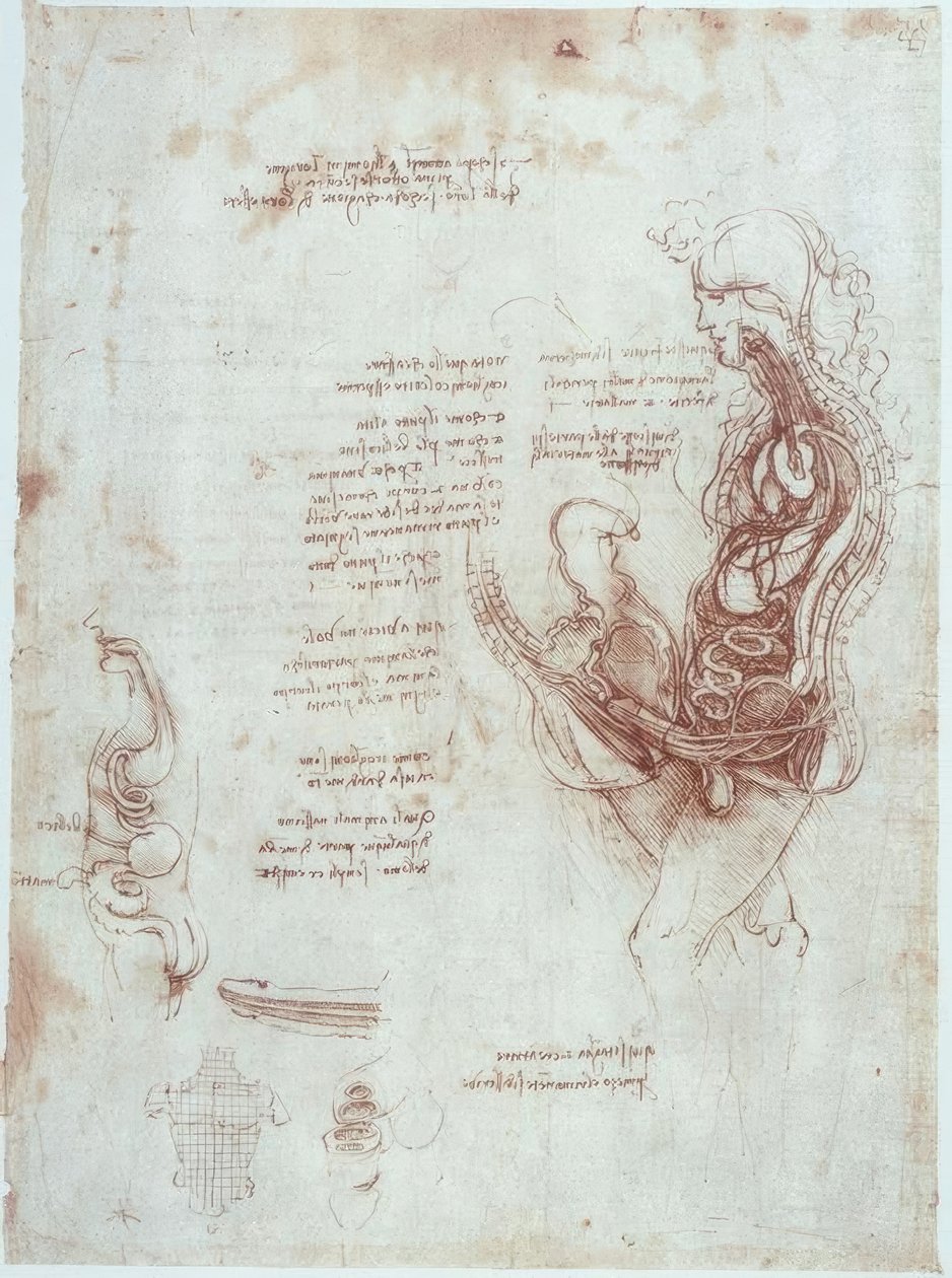 Anatomické studie: poloha koitu v podélném řezu od Leonardo da Vinci