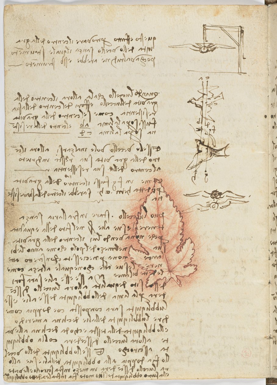 Letový kód ptáků, c. 1505-06, papírový rukopis, cc. 18, list 15 vzadu od Leonardo da Vinci