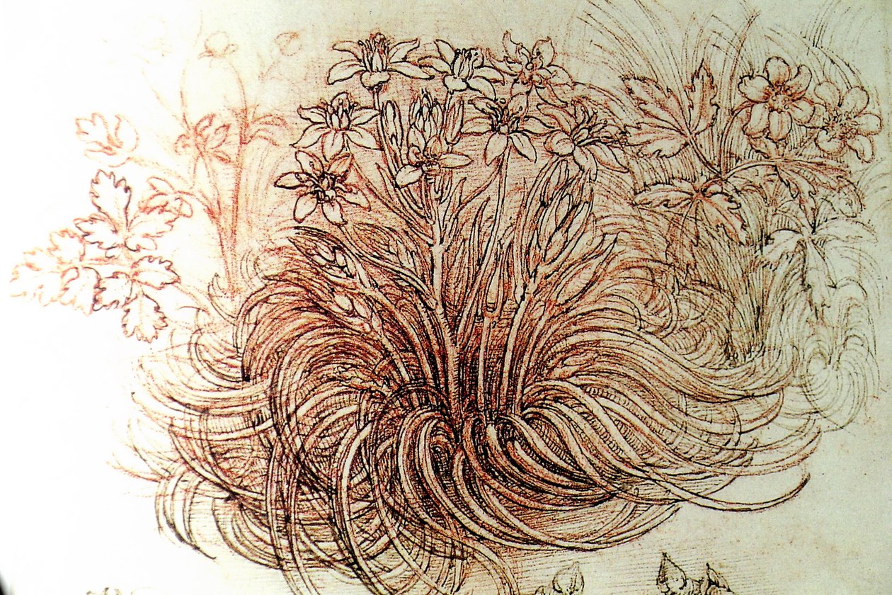 květ od Leonardo da Vinci