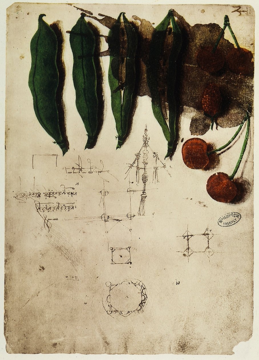Třešně a hrách: kresba Leonarda da Vinciho, část Codexu B (2173), c.2r, umístěná v Institut de France v Paříži od Leonardo da Vinci
