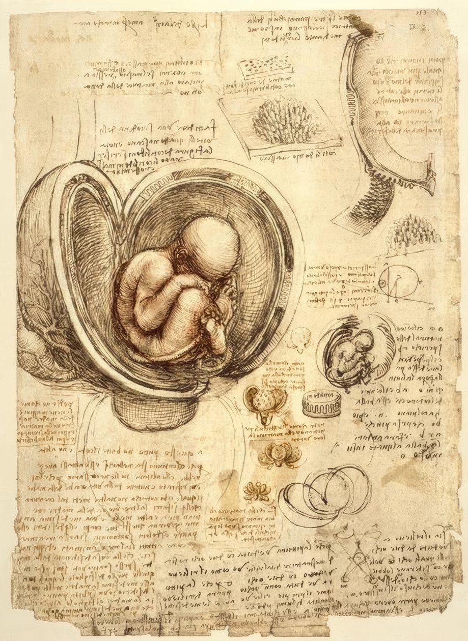 Plod v děloze od Leonardo da Vinci