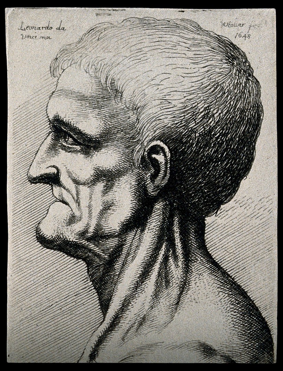 Hlava a krk staršího muže, vidět v levém profilu od Leonardo da Vinci
