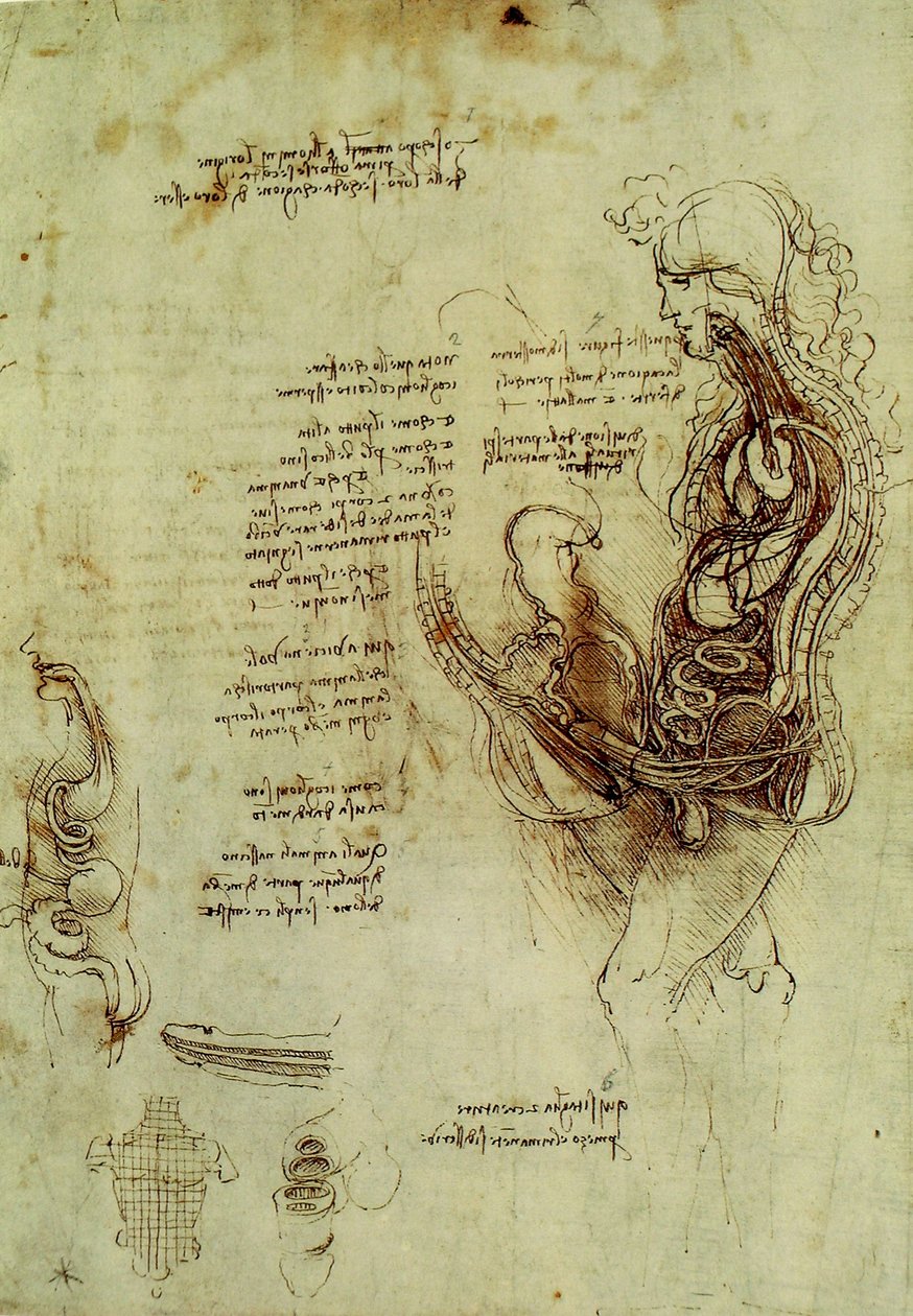 Mužské genitálie od Leonardo da Vinci