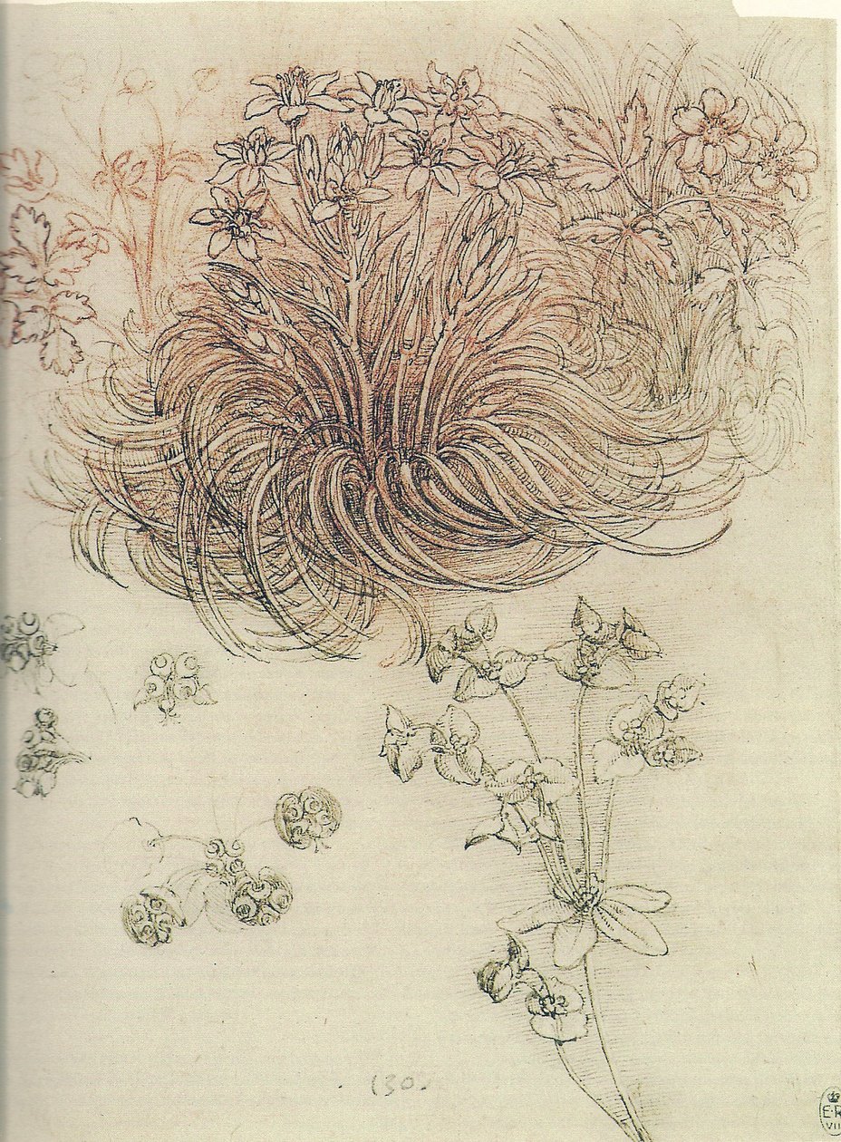 Ornithogalum (Betlémská hvězda) od Leonardo da Vinci